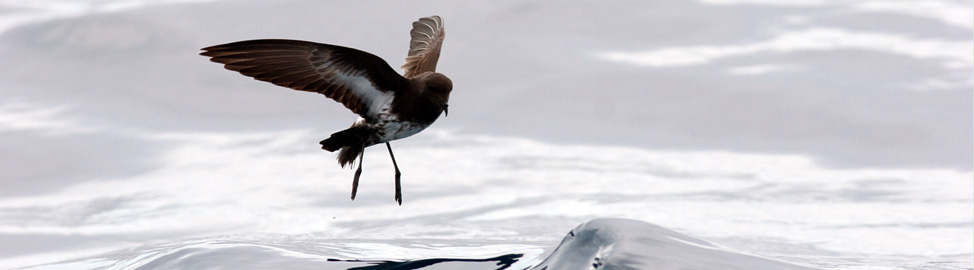 The recently rediscovered New Zealand storm-petrel, refound for the first time in 150+ years by Brent Stephenson and Sav Saville from Wrybill Birding Tours, NZ is a key target species.  Our Hauraki Gulf pelagic not only finds several other endemic breeding seabirds, but specifically targets this species.