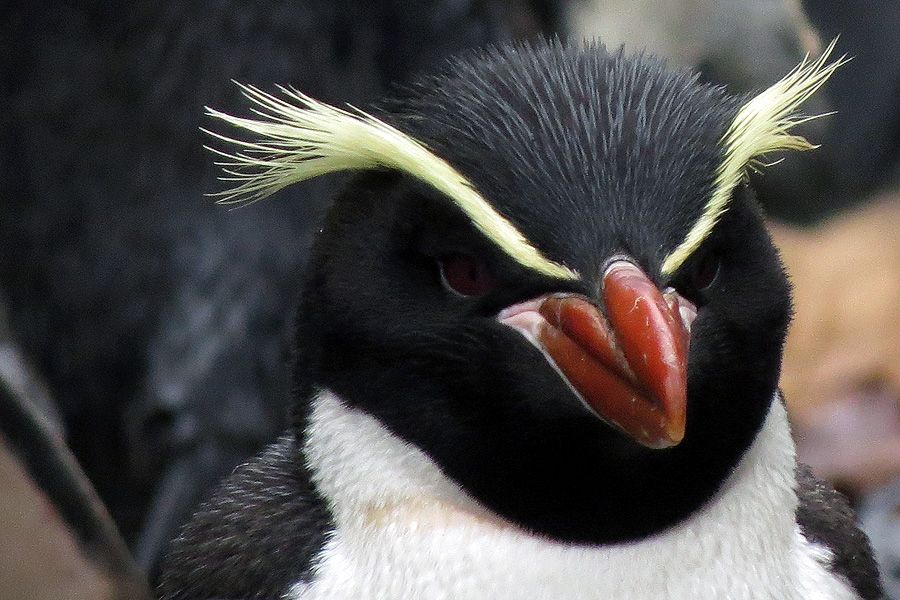 Snares Crested Penguin Birding NZ