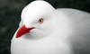 Red billed gull portrait