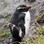 Snares crested penguin moulting