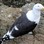 Black backed Gull