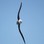 White capped Albatross (Mollymawk)