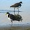 Spur winged Plovers