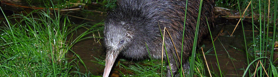 Birders rest tours