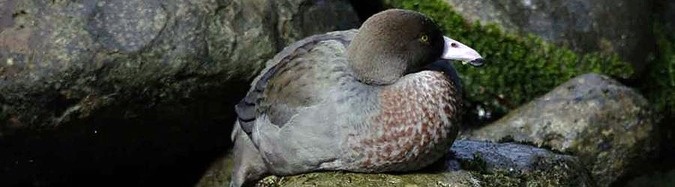 Blue Duck Station