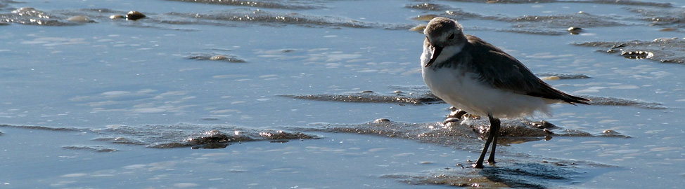 Miranda shorebird centre