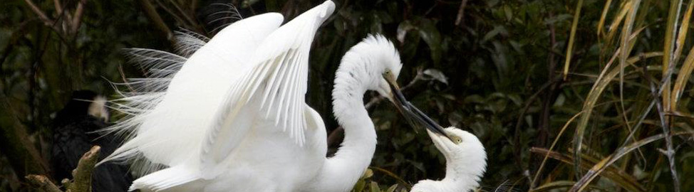 White heron sanctuary tours