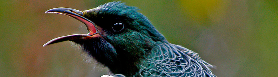 Tui - Out in the Styx Guesthouse