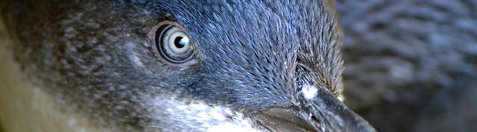 Pukekura Blue penguins