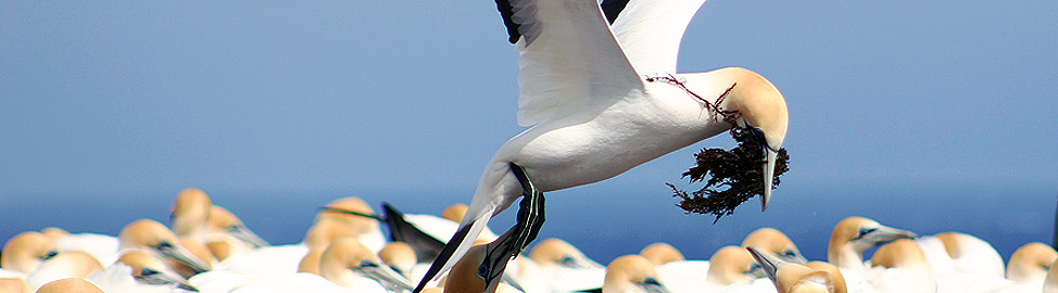 Gannet Safaris Overland