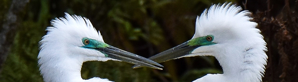 White Heron Sanctuary header 2