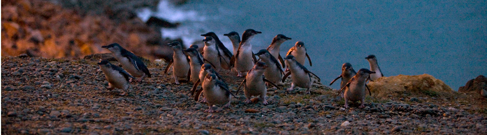 Oamaru Blue Penguins