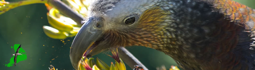 South Island Kaka at Stewart island