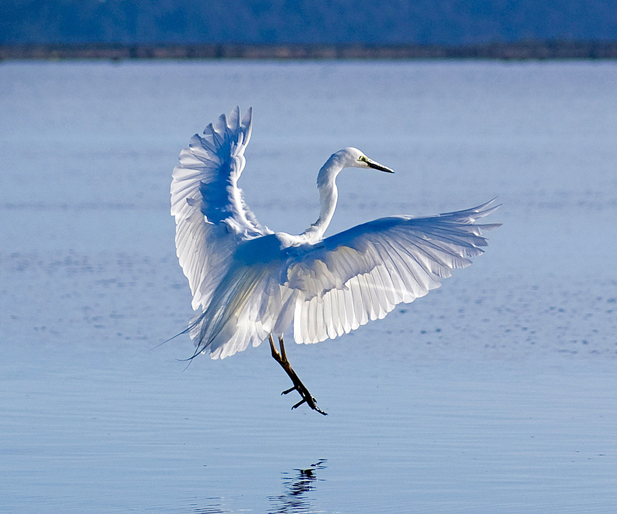 Great White Heron : Birding NZ