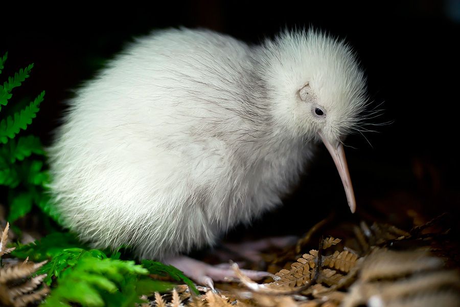 Pukaha Mount Bruce National Wildlife Centre : Birding NZ