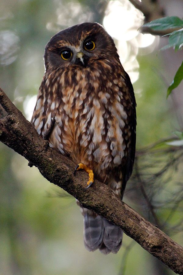 Morepork Ruru Birding NZ