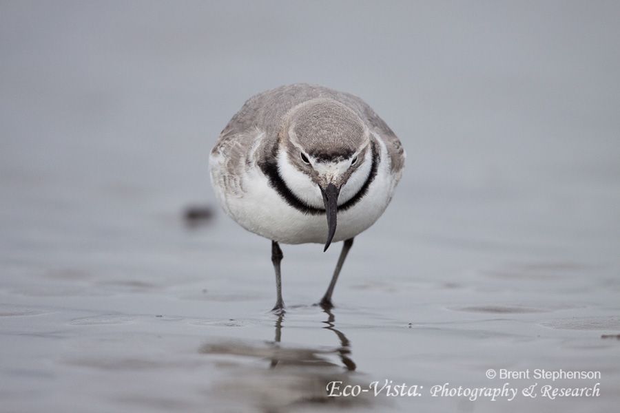 wrybill birding tours