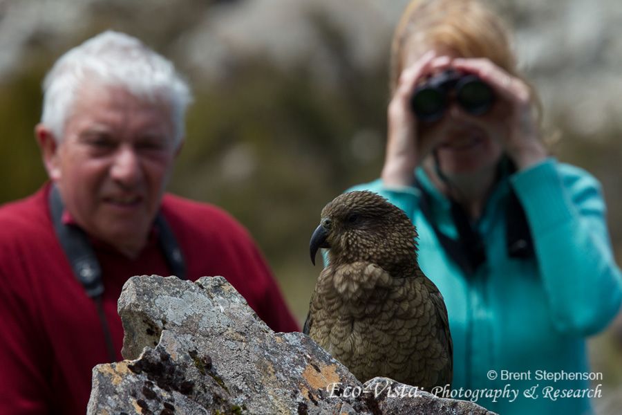 wrybill birding tours