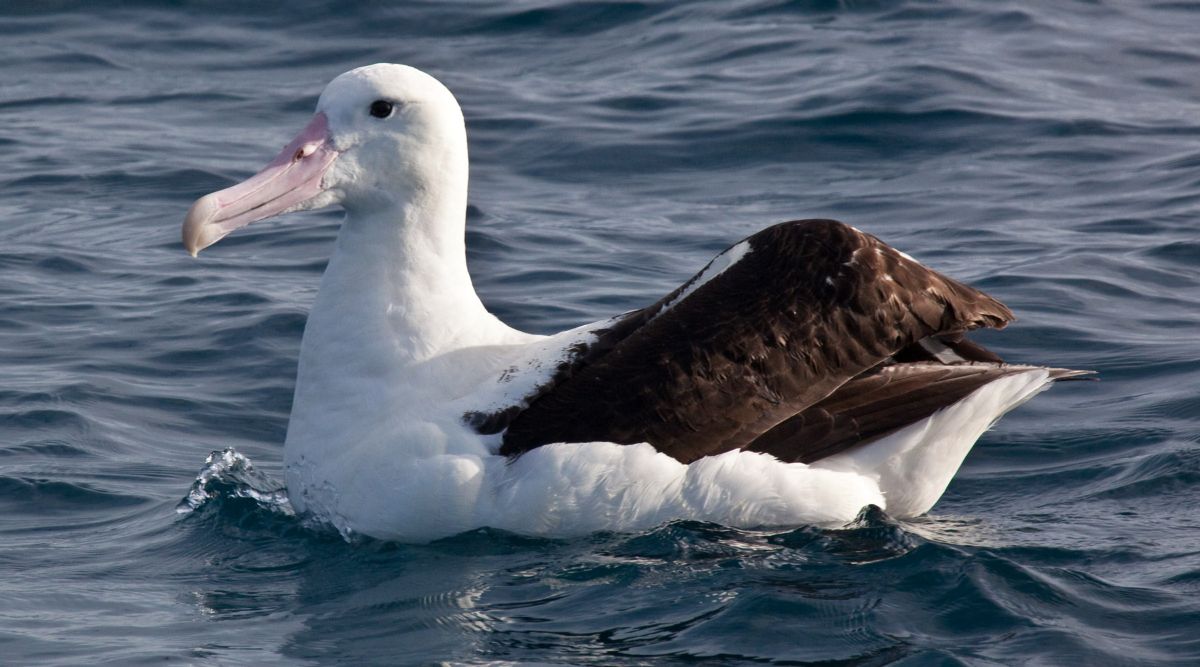 nature of wandering albatross birds