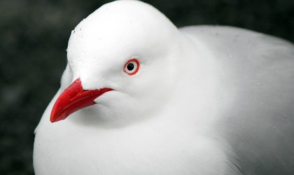 Red billed gull portrait