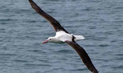 Royal Albatross