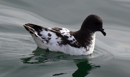 Cape Petrel