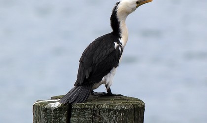 Little Shag