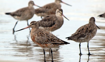 Bar Tailed godwit