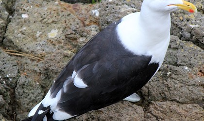 Black backed Gull