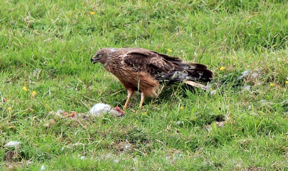 Harrier hawk