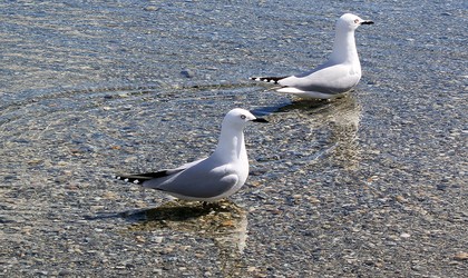 Black billed Gulls