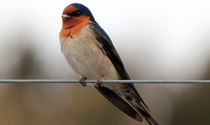 Welcome Swallow