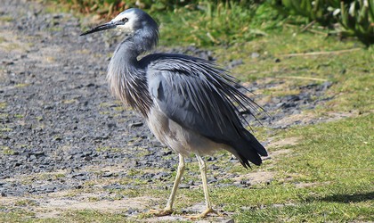 White faced Heron