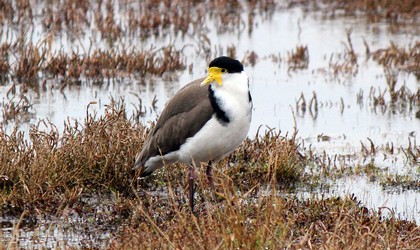 Spur winged Plover