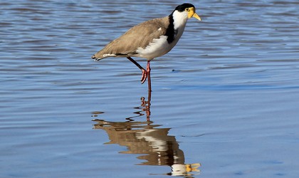 Spur winged Plover