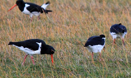 Pied Oystercatcher