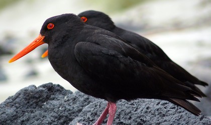 Variable Oystercatchers