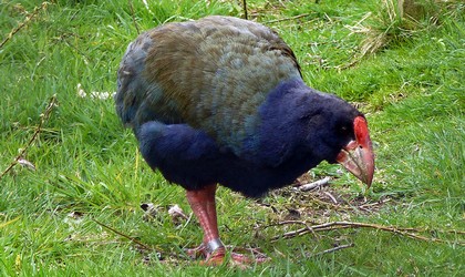 Takahe