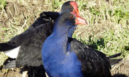 Pukeko