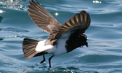 Black-bellied storm petrel - Encounter Kaikoura - Dennis Buurman