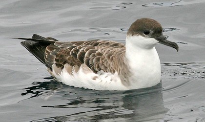 Great-Shearwater - Encounter Kaikoura - Dennis Buurman