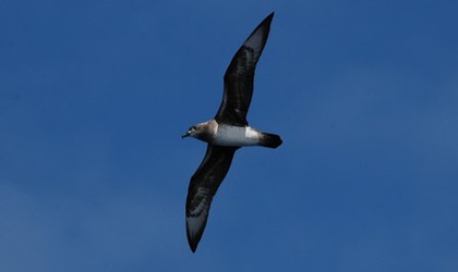 Kermadec petrel