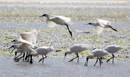 Royal Spoonbills