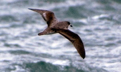 Soft-plumaged petrel - Encounter Kaikoura - Dennis Buurman