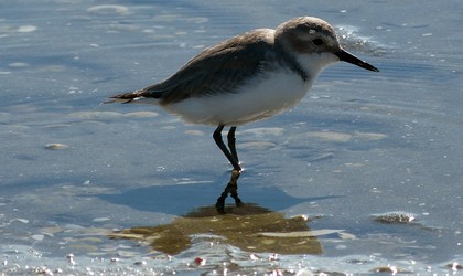 wrybill birding tours