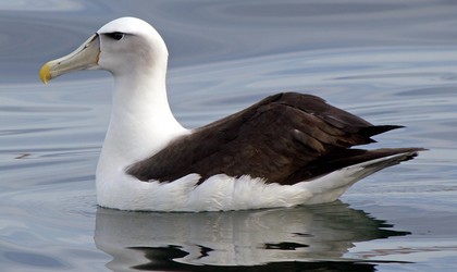White capped (Shy) Albatross