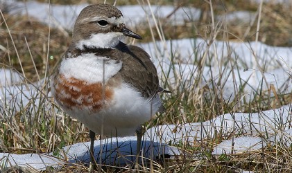 Banded Dotterel  (female)