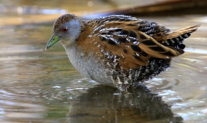 Marsh Crake