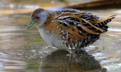 Marsh Crake