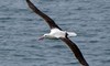 Royal Albatross